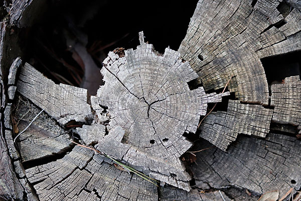 Construcción Tocón de árbol